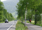 Birkenallee zwischen Straße und Radweg